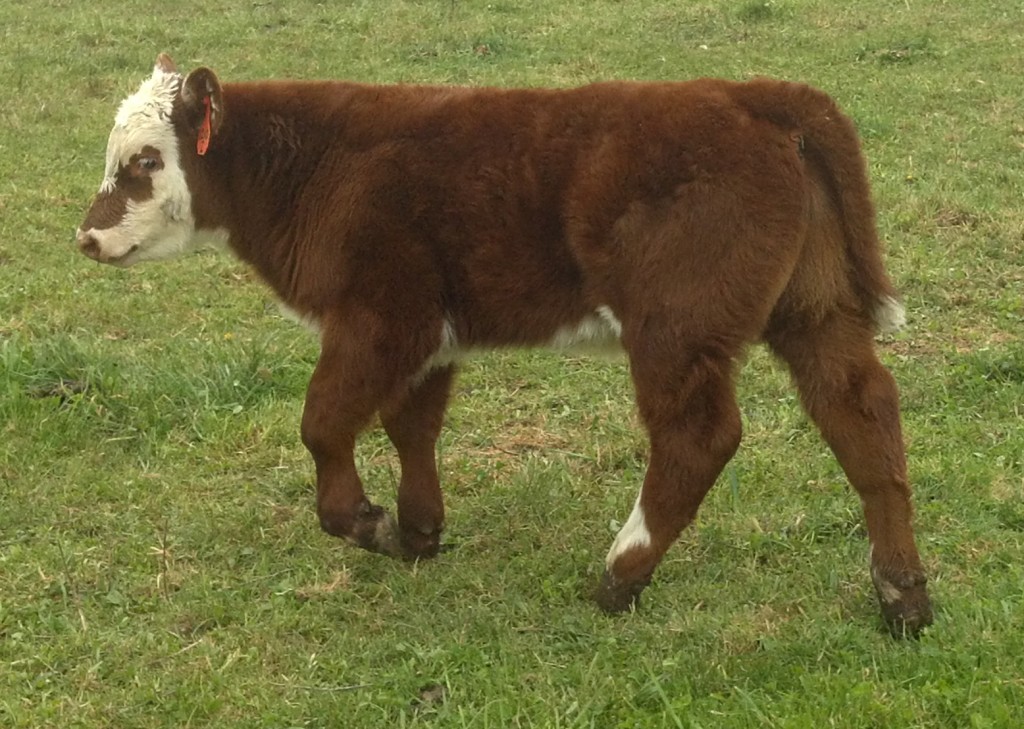 Dickson Simmental Cattle Simmental Beef Cattle Performance Bred Page 4