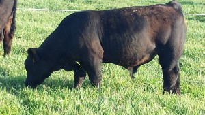 Bull calf sired by DSC Simshorthorn  3/4 simmental x 1/4 shorthorn