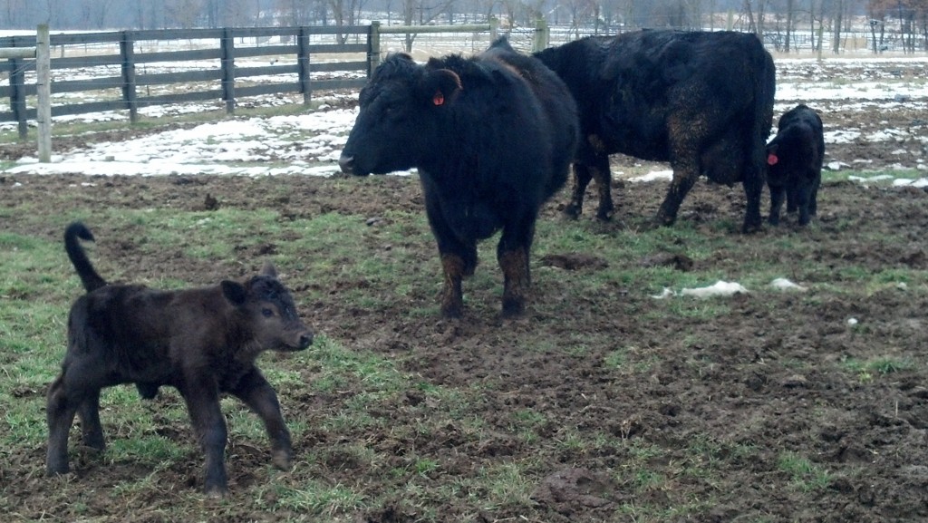 Black Simmental Bulls and Heifers, Dickson Simmental, 2013 Calves ...