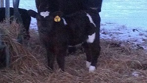 Shearforce Heifer Calf