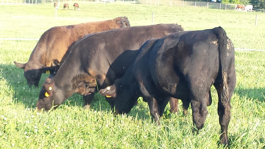 Bulls | Dickson Simmental Cattle