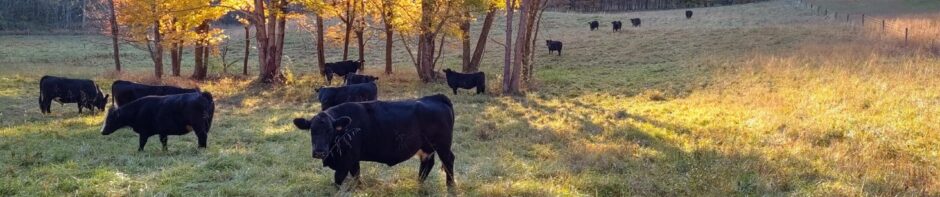 Dickson Simmental Cattle